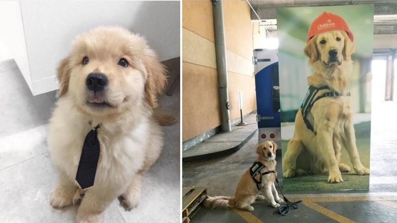 Two dogs.