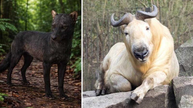 Two animals.