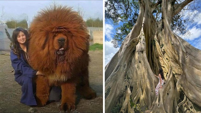Two absolute units.