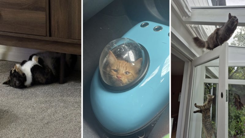 Three cats being weird.