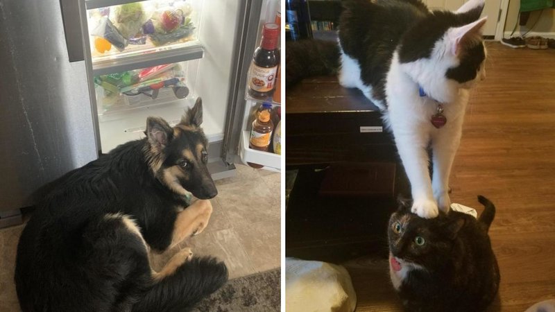Two animals being jerks.