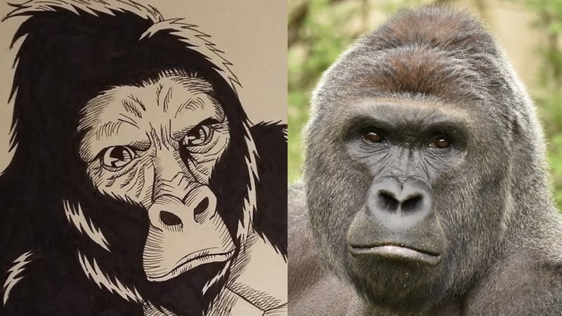 Harambe The Gorilla explained.