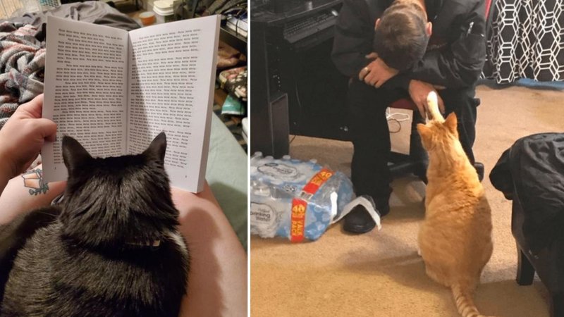 Two cats.