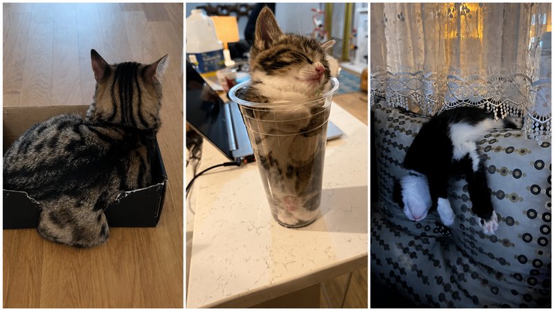 Two examples of Cats Are Liquid.
