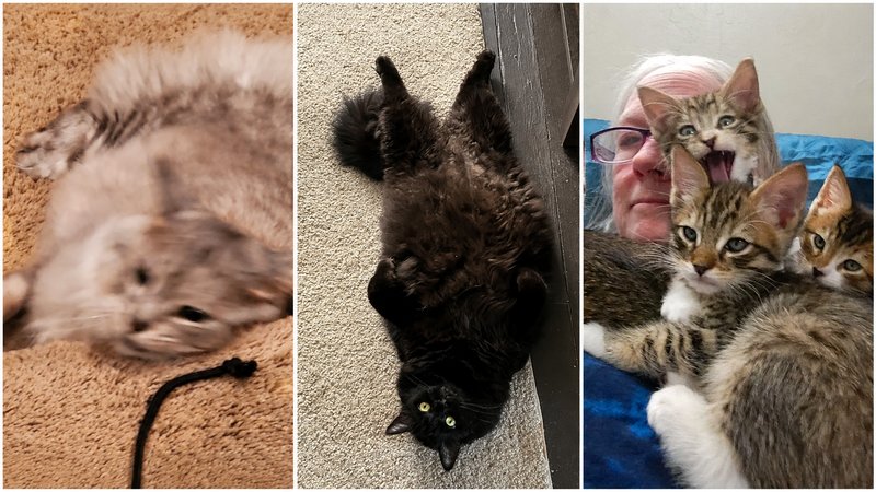 Three examples from "What's Wrong with Your Cat."