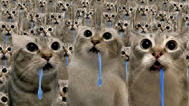 The 'Drooling Cat' meme explained.