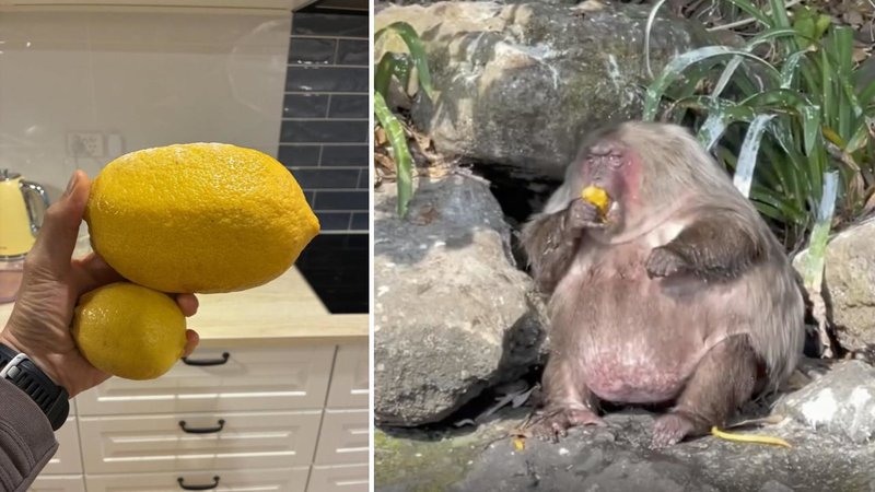 Two absolute units.