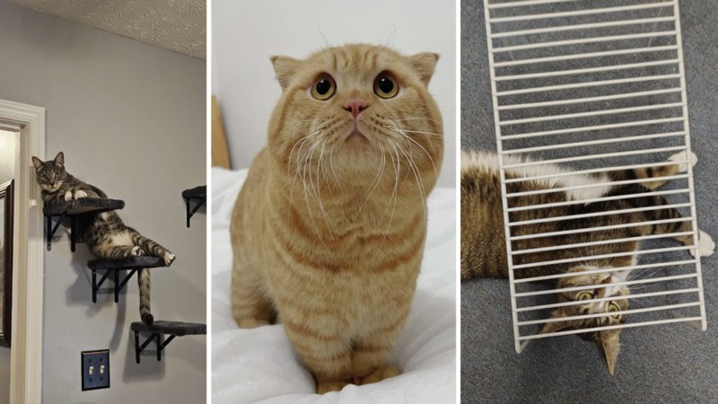 Three images of cats being cats.