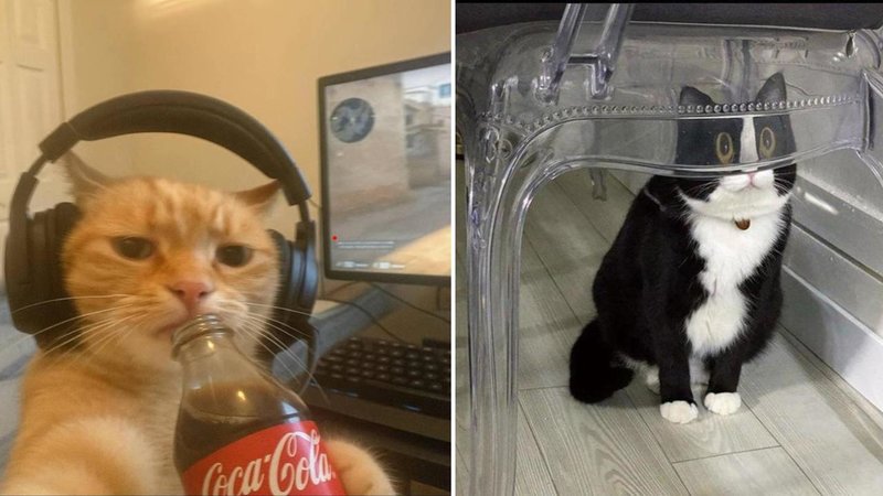 Two cats.