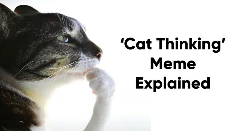 The 'Cat Thinking' meme explained.