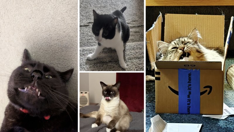Various image of funny cats from the collection.