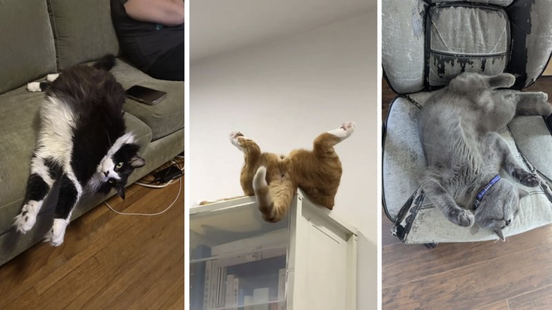 Three examples of cats that forgot to act normally.