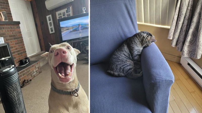 Two animals.
