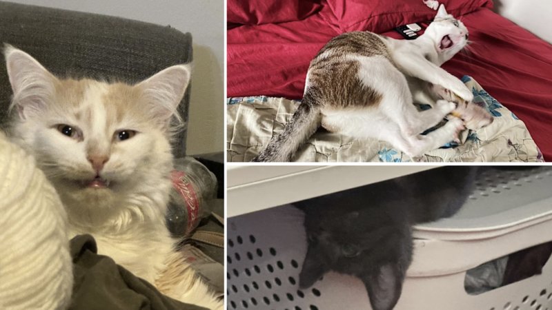 Cats doing cat things.