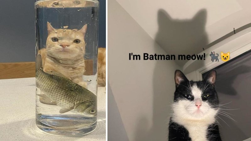 Two cats.