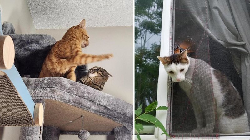 Two cats.