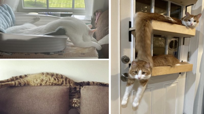 Three funny liquid cats from the article.