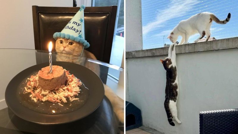Two cats.