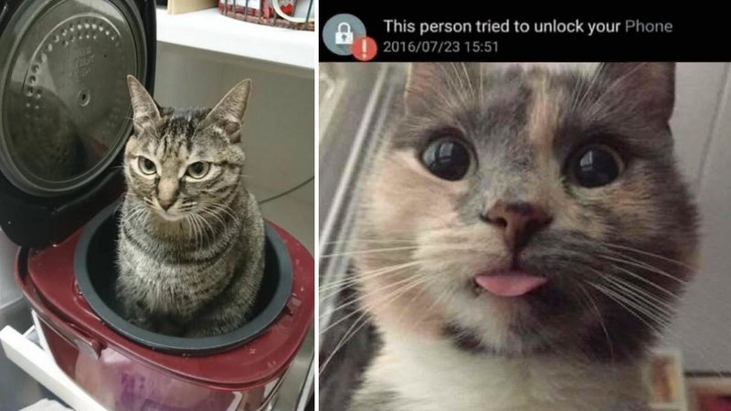 Two cats.