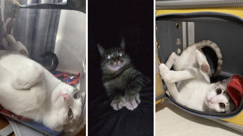 Three cats being silly.