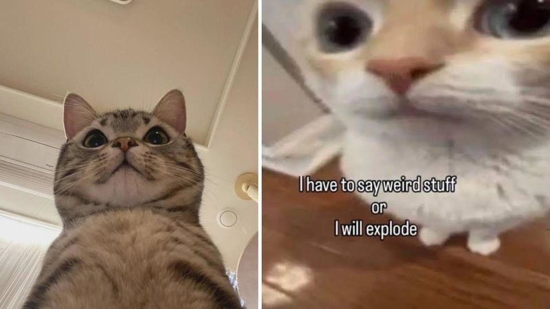 Two cats.