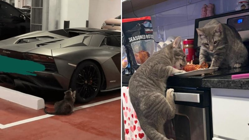 Two cats.