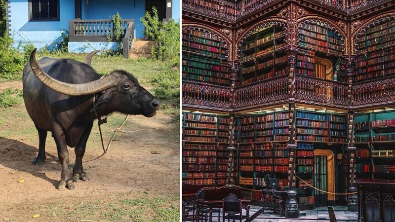 Two absolute units.