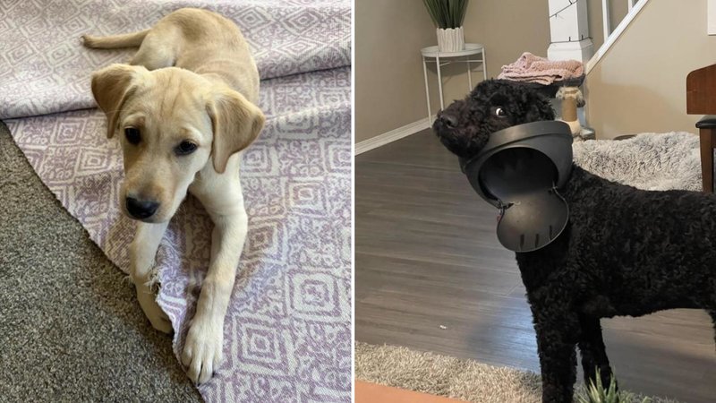 Two dogs.