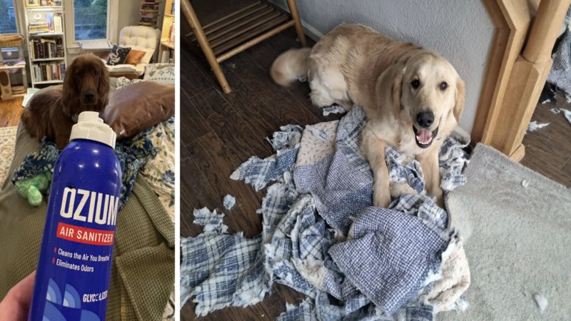 Two examples of guilty dogs.
