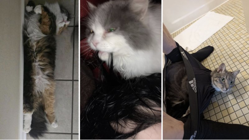Three cats being weird.