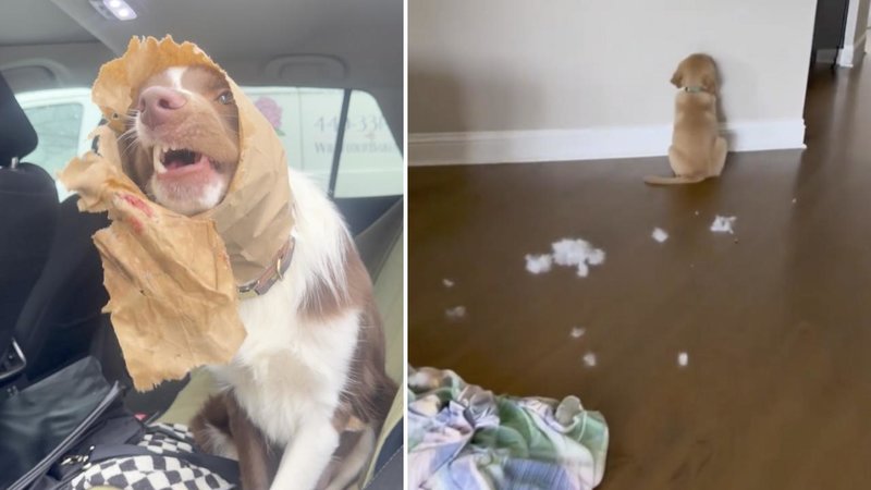 Two dogs.