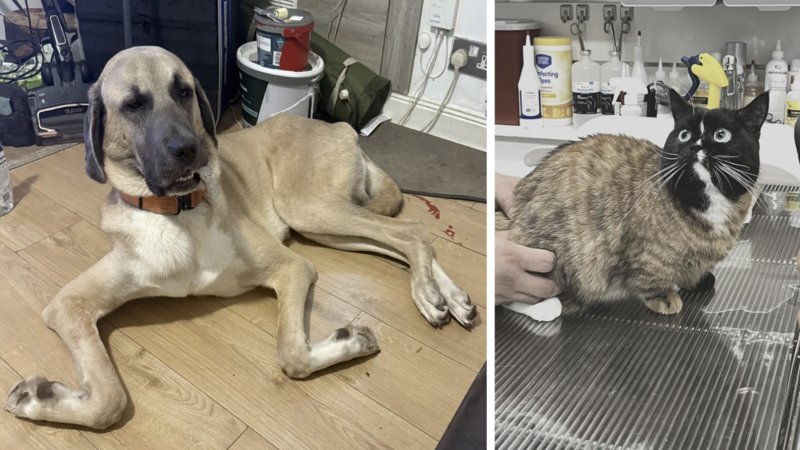 Two examples of IKEA Pets.