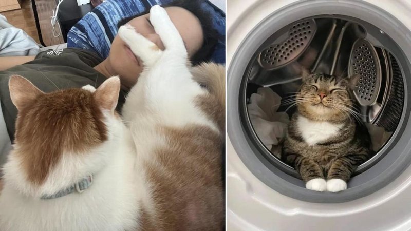 Two cats.