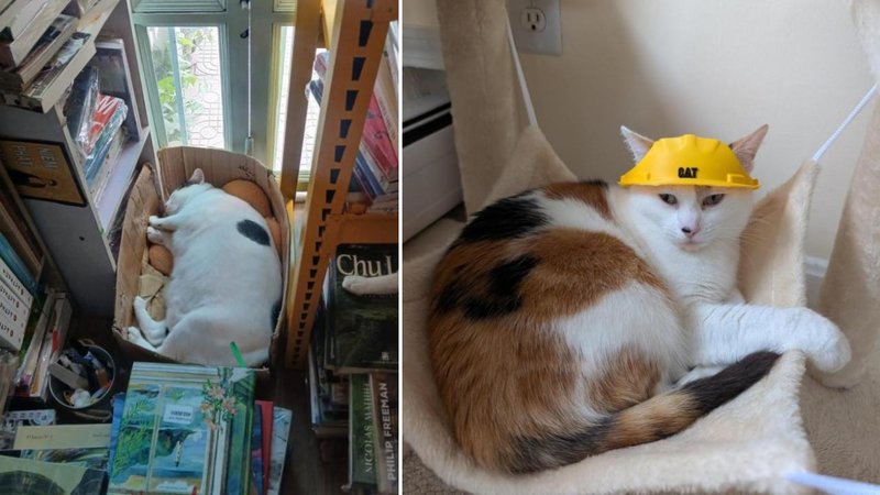 Two cats.