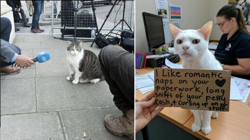 Two cats.
