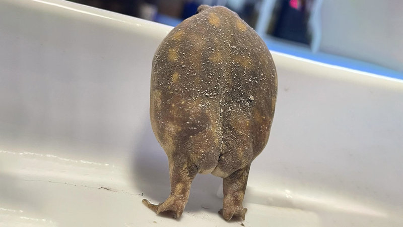The 'Frog Butt' meme explained.