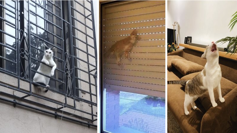 Three images of cats being silly.