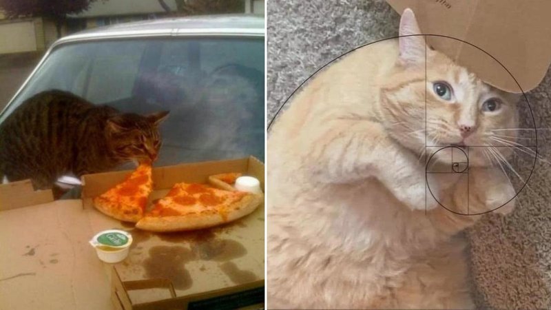Two cats.
