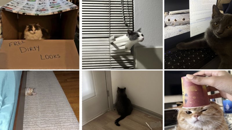 Images of cats being weird.