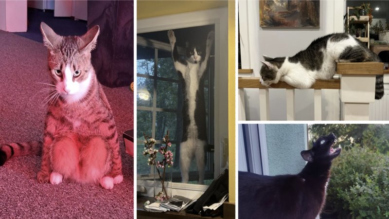 Examples of cats being goofy.