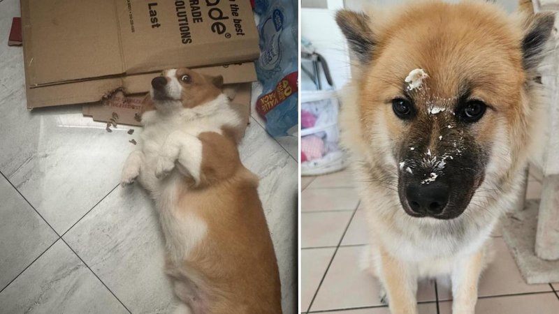 Two guilty dogs.