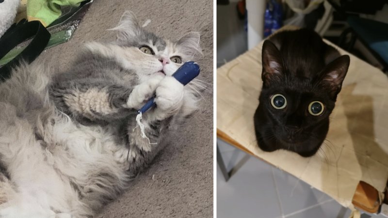 Example images of cats being silly.