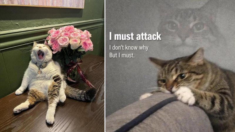 Two cats.