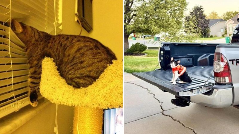 Two cats.