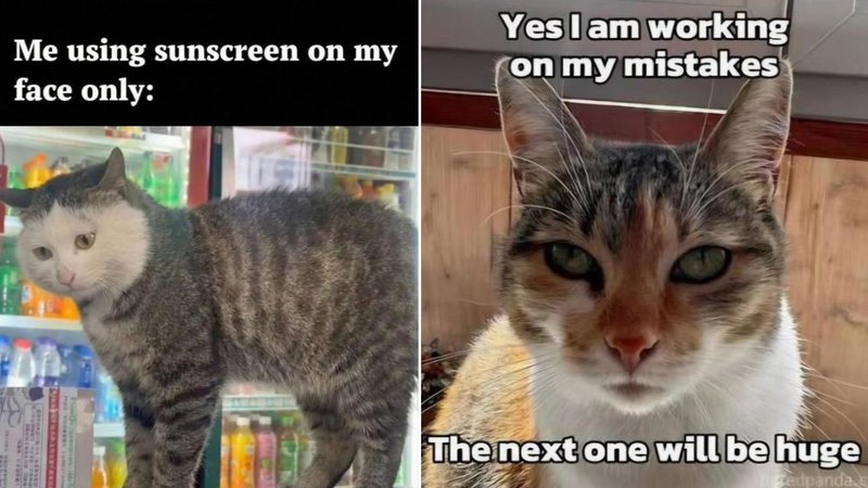 Two cats.
