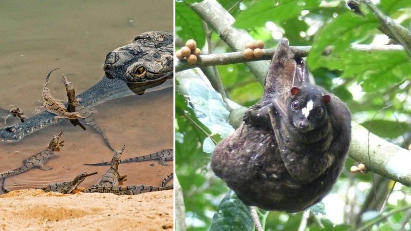 Two animals.