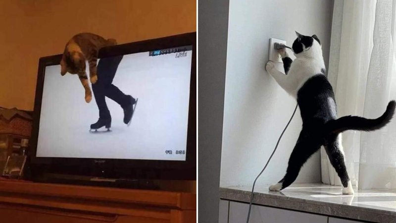 Two cats.