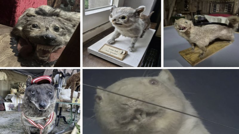 Examples of taxidermy fails.