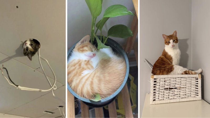 Three cats just being goofy.