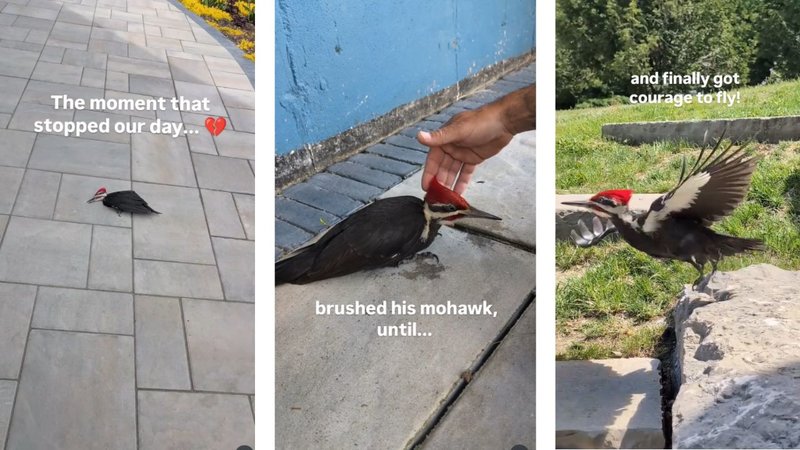 Three screenshots of Herhealinghut's viral video showing her helping a pileated woodpecker.